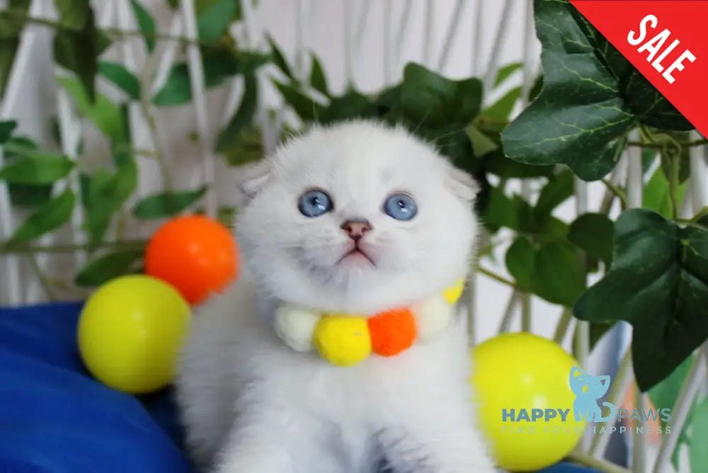 Bianca Scottish Fold female black silver shaded pointed live animals