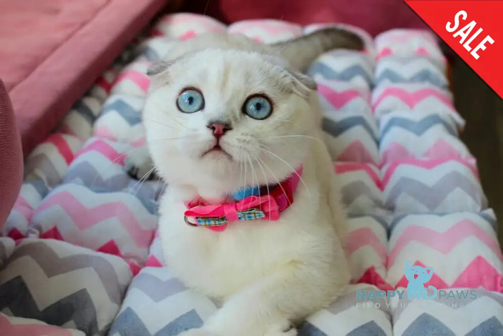 Bianca Scottish Fold female black silver shaded pointed live animals