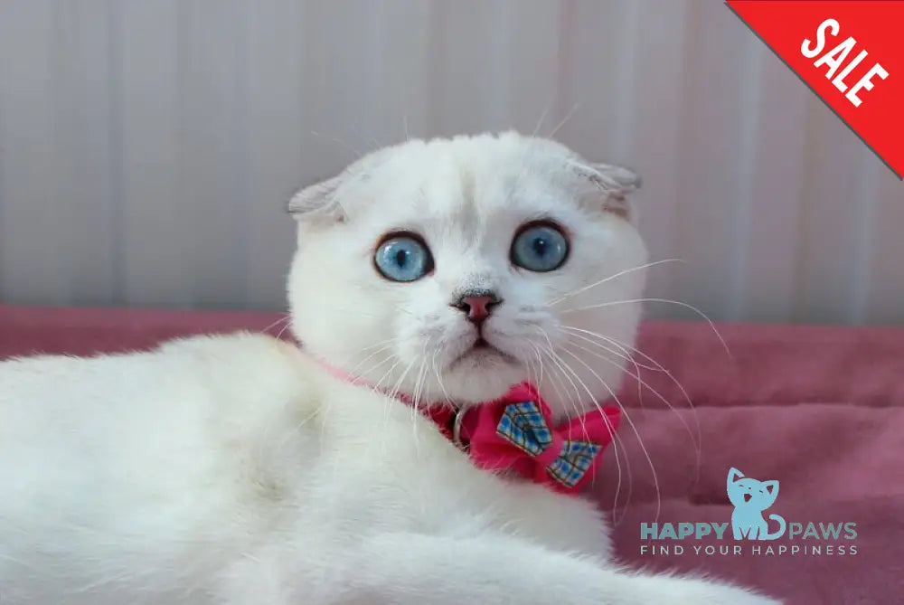 Bianca Scottish Fold female black silver shaded pointed live animals