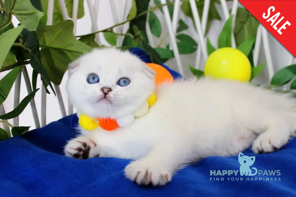 Bianca Scottish Fold female black silver shaded pointed live animals