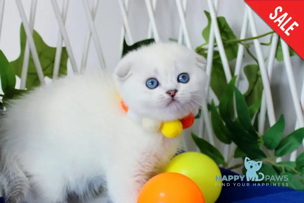 Bianca Scottish Fold female black silver shaded pointed live animals