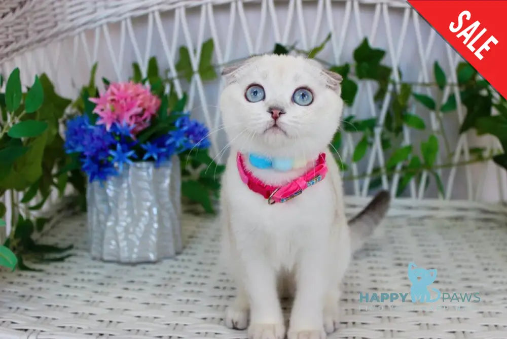 Bianca Scottish Fold female black silver shaded pointed live animals