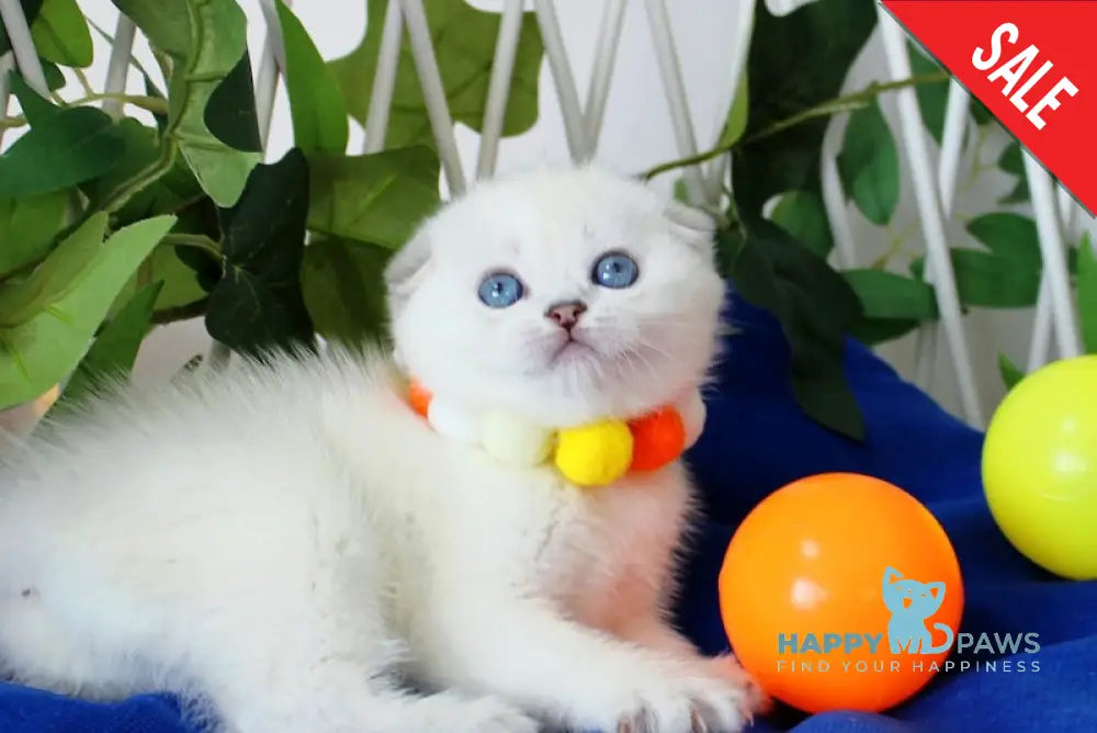 Bianca Scottish Fold female black silver shaded pointed live animals