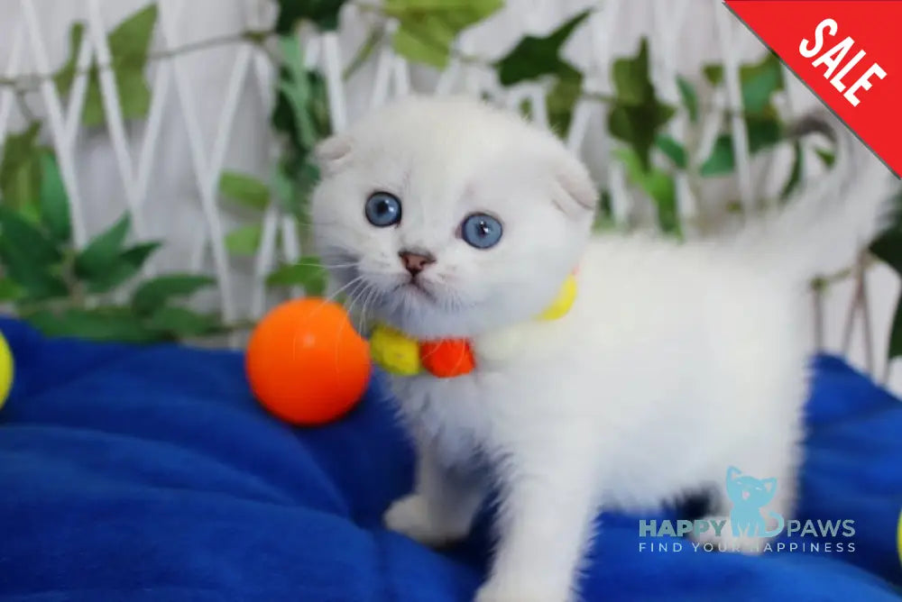Bianca Scottish Fold female black silver shaded pointed live animals