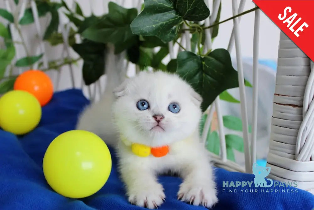 Bianca Scottish Fold female black silver shaded pointed live animals