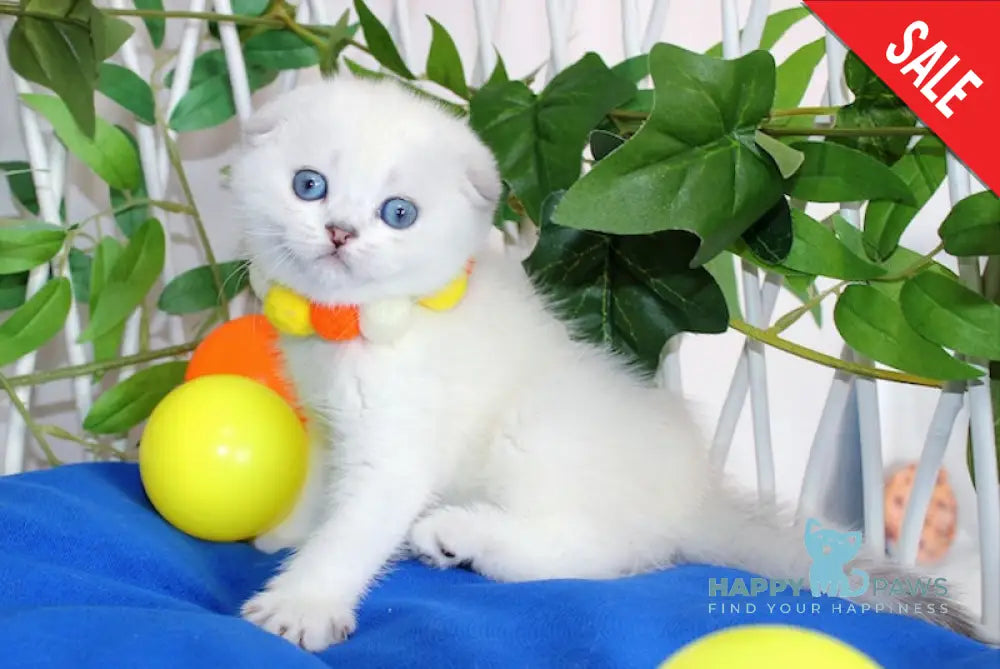 Bianca Scottish Fold female black silver shaded pointed live animals