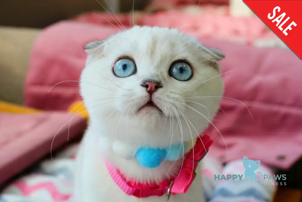 Bianca Scottish Fold female black silver shaded pointed live animals