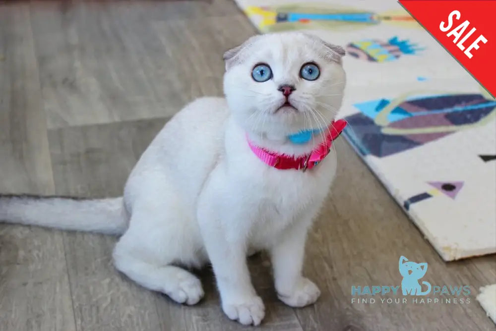 Bianca Scottish Fold female black silver shaded pointed live animals