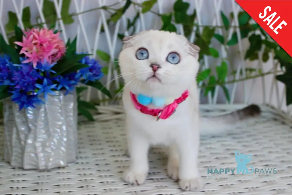 Bianca Scottish Fold female black silver shaded pointed live animals