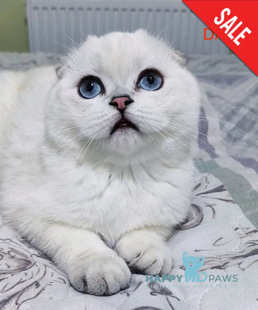 Bianca Scottish Fold female black silver shaded pointed live animals
