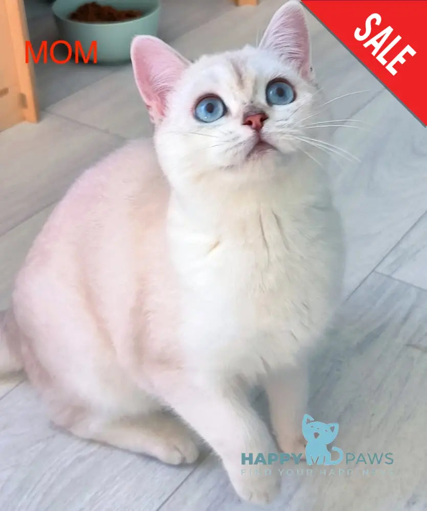 Bianca Scottish Fold female black silver shaded pointed live animals