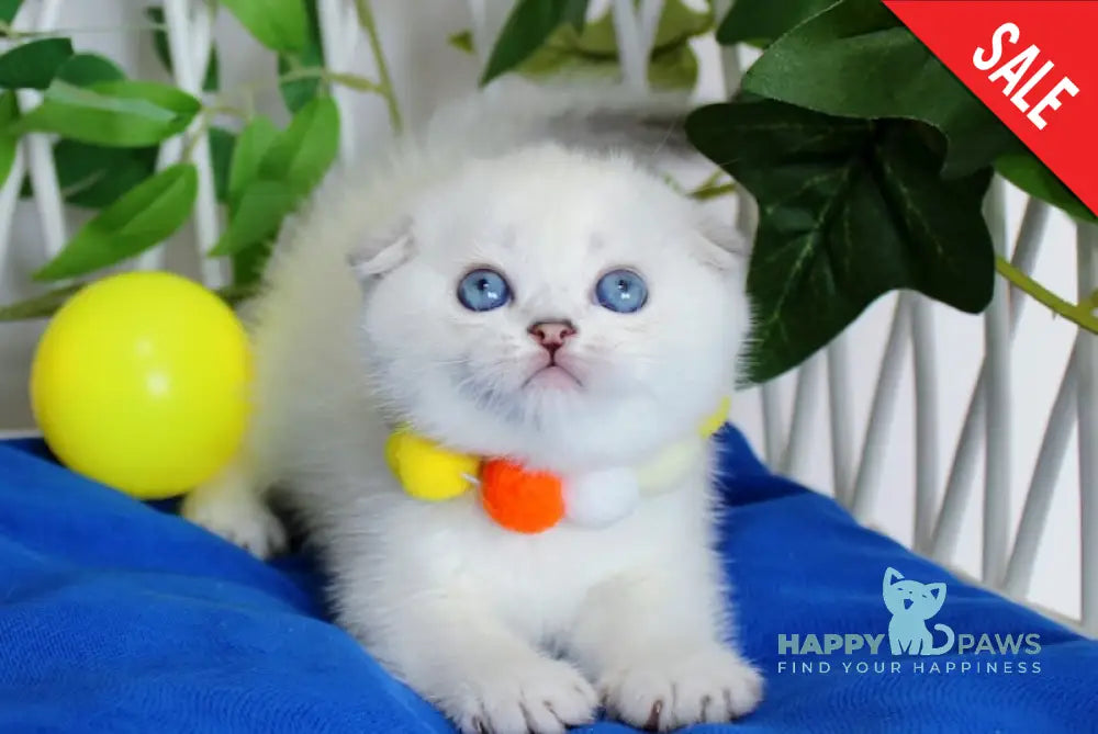 Bianca Scottish Fold female black silver shaded pointed live animals
