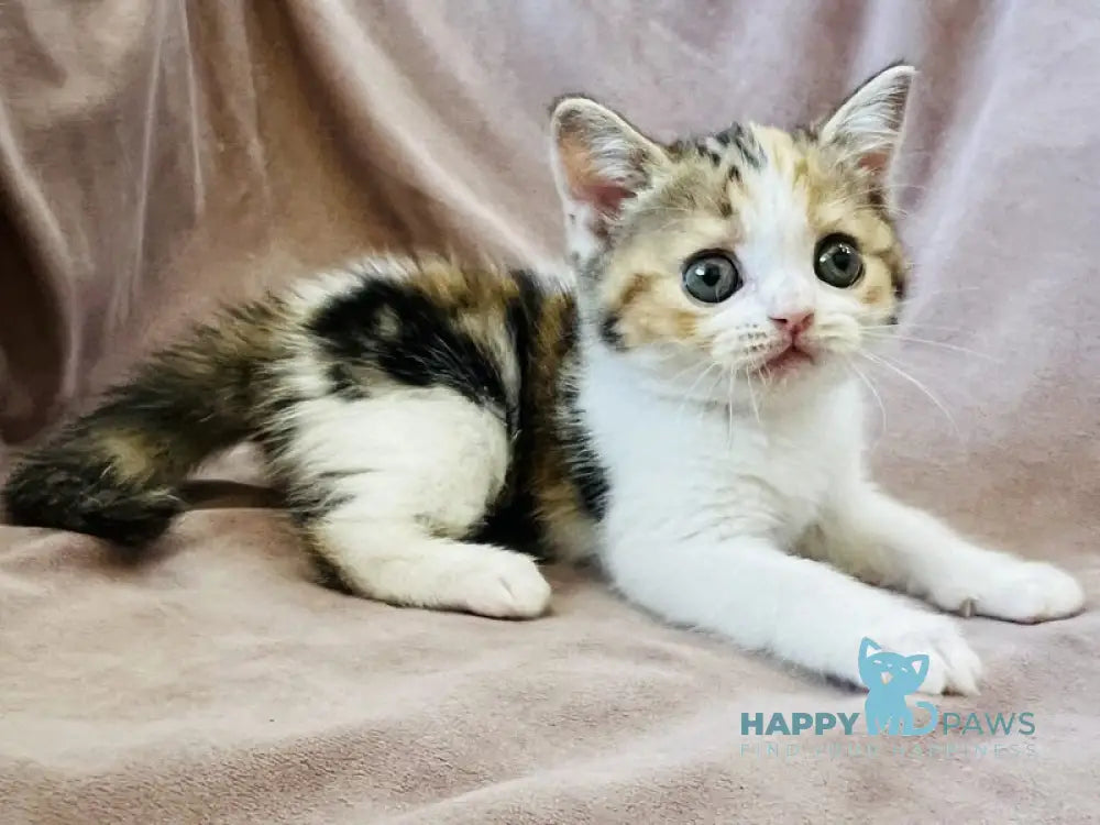 Bianca Scottish Straight female black tortie tabby bicolour live animals