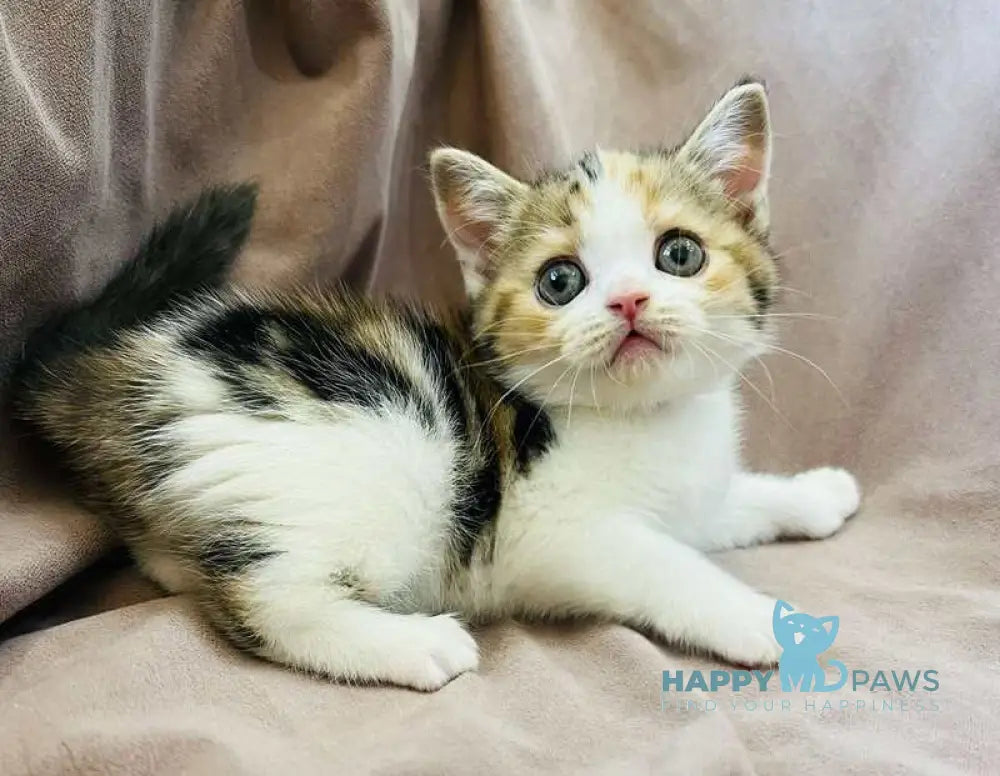 Bianca Scottish Straight female black tortie tabby bicolour live animals