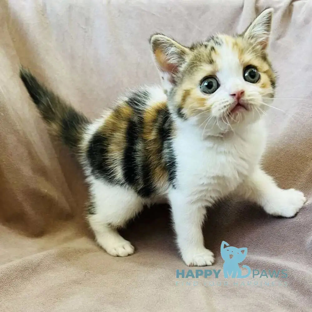 Bianca Scottish Straight female black tortie tabby bicolour live animals