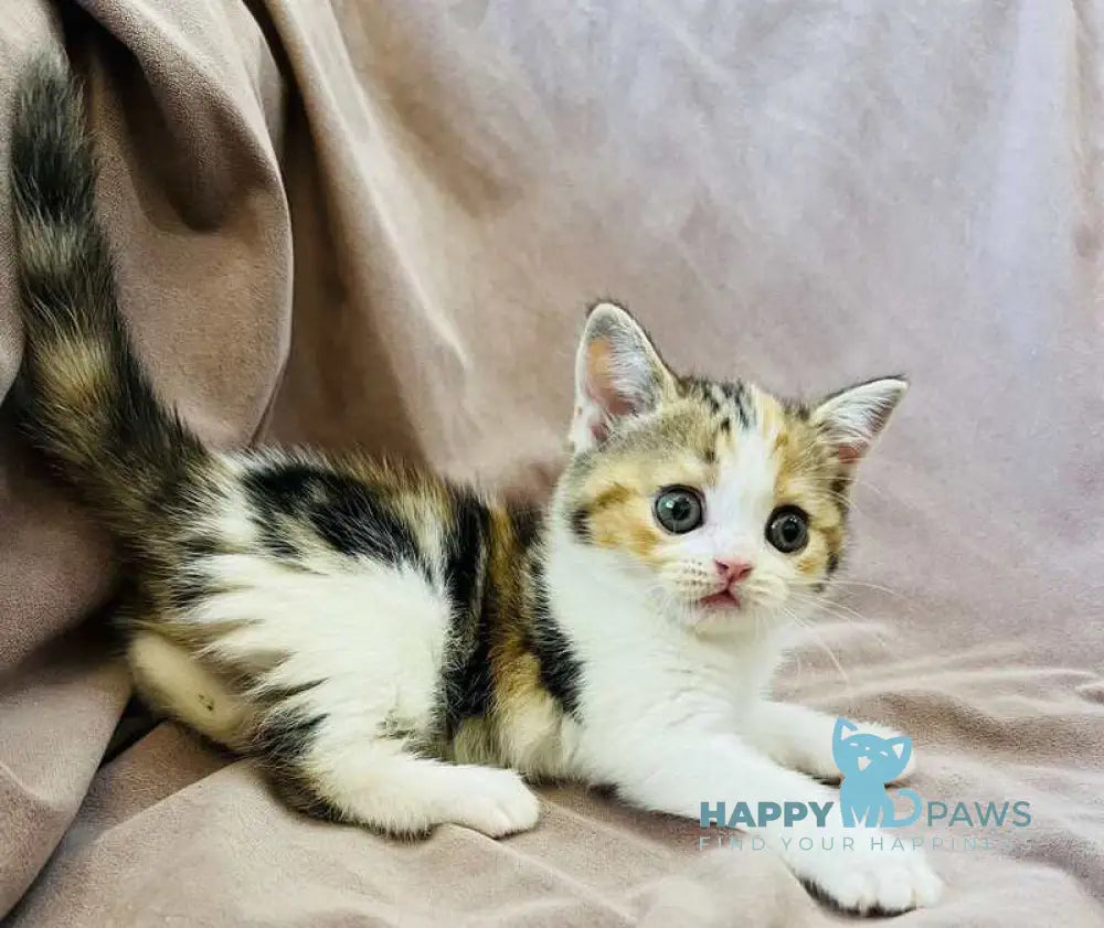 Bianca Scottish Straight female black tortie tabby bicolour live animals