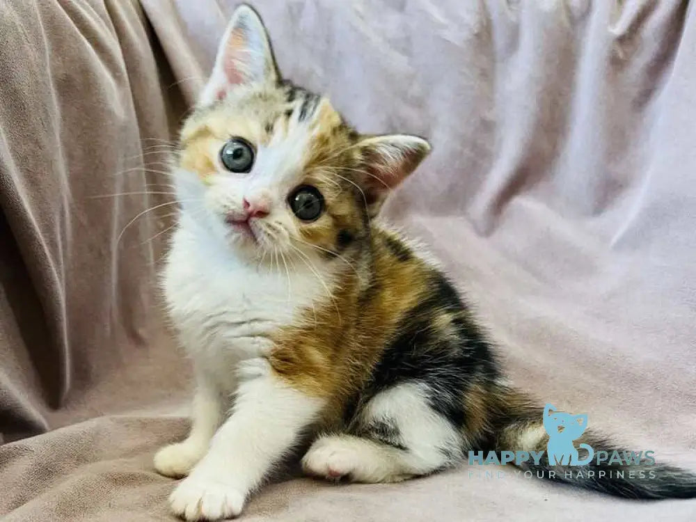 Bianca Scottish Straight female black tortie tabby bicolour live animals