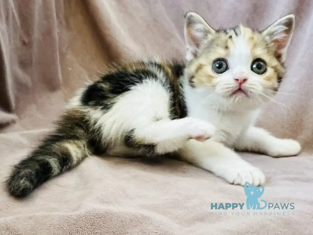 Bianca Scottish Straight female black tortie tabby bicolour live animals