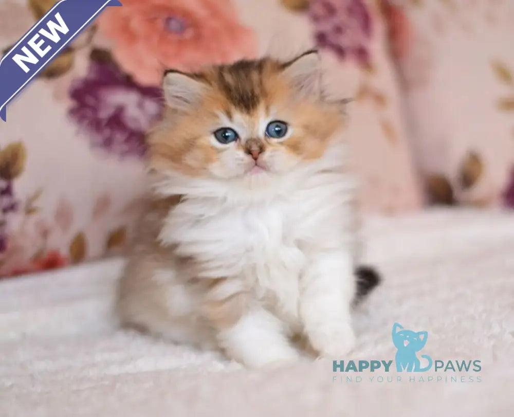 Bianka British Longhair female black golden ticked tabby bicolour live animals