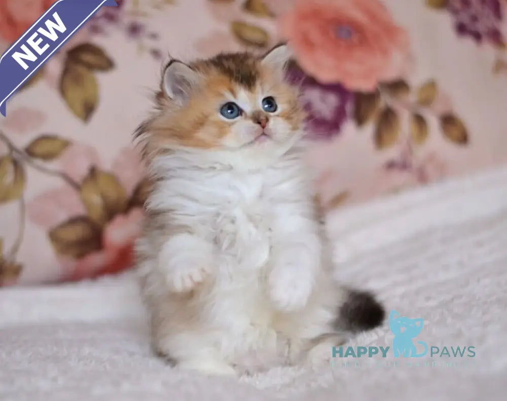 Bianka British Longhair female black golden ticked tabby bicolour live animals