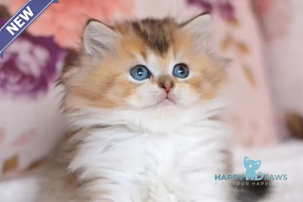 Bianka British Longhair female black golden ticked tabby bicolour live animals