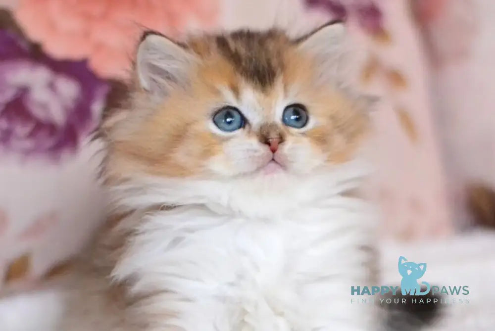 Bianka British Longhair female black golden ticked tabby bicolour live animals