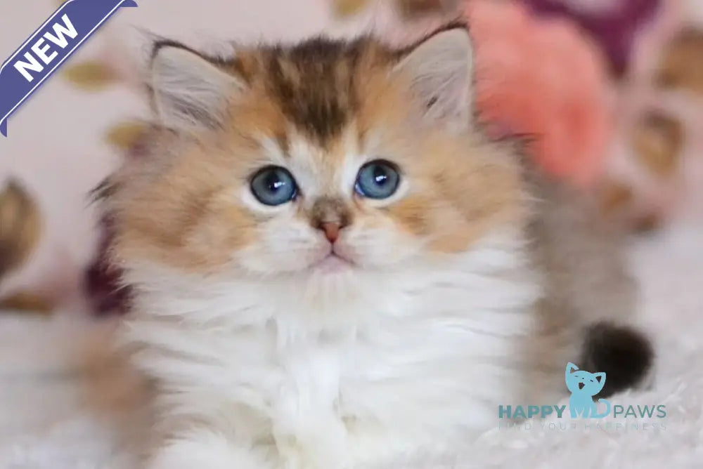 Bianka British Longhair female black golden ticked tabby bicolour live animals