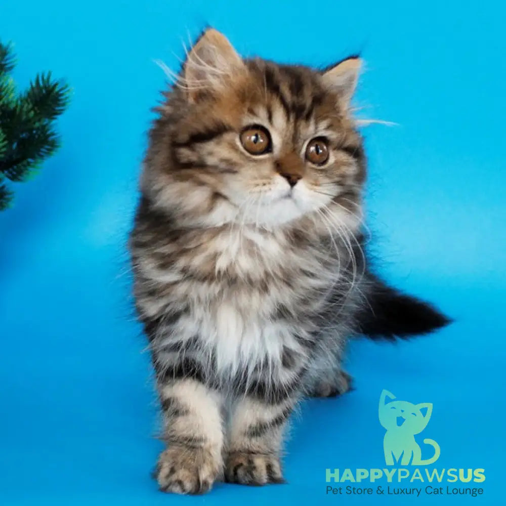 Bianka British Longhair female black tabby - live animals