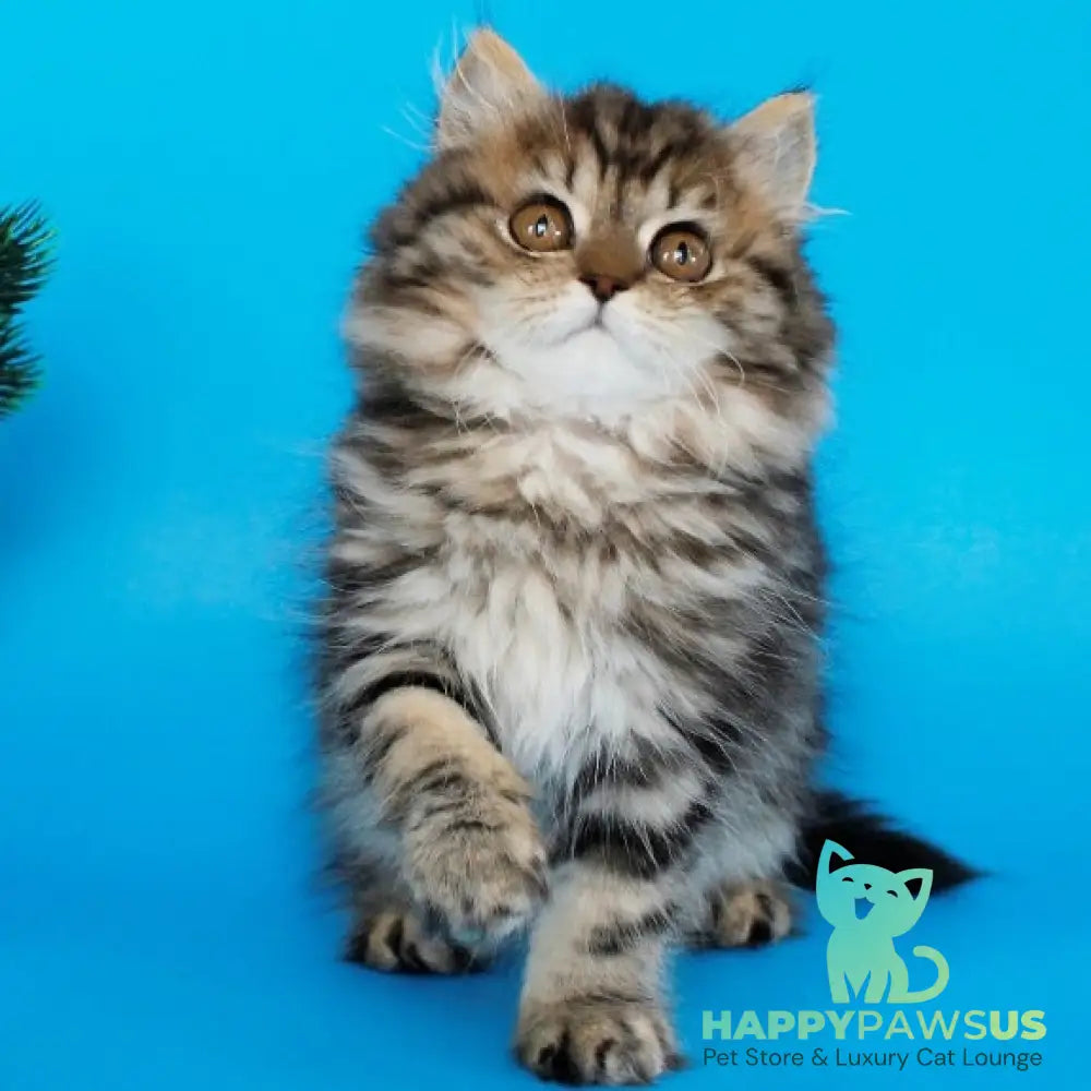 Bianka British Longhair female black tabby - live animals
