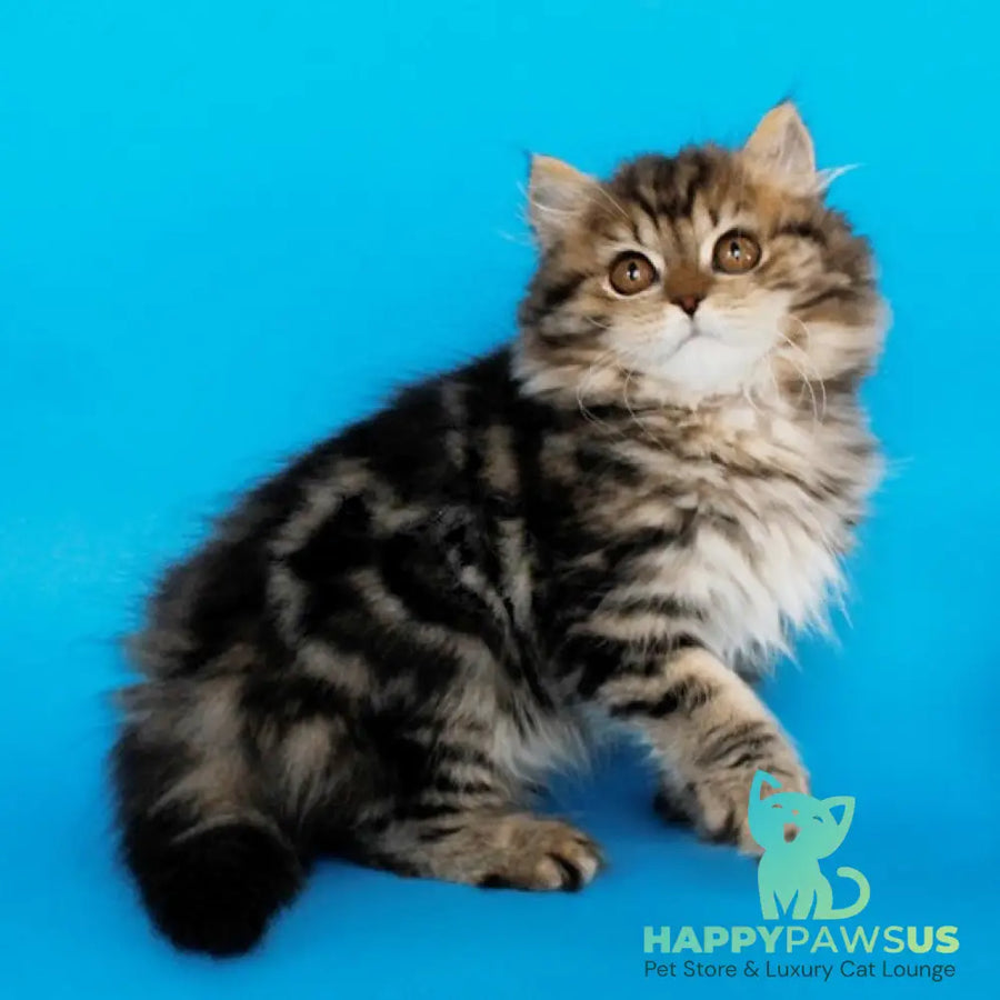 Bianka British Longhair female black tabby - live animals
