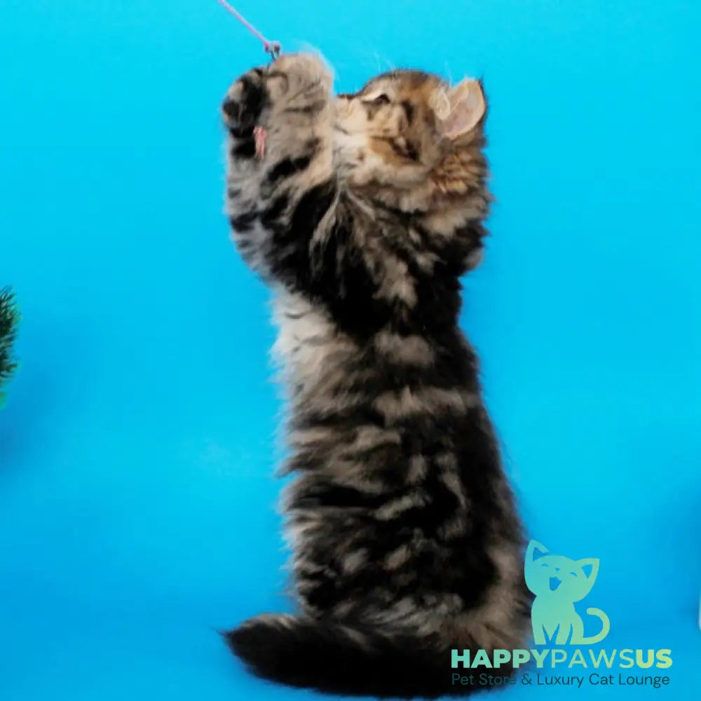 Bianka British Longhair female black tabby - live animals