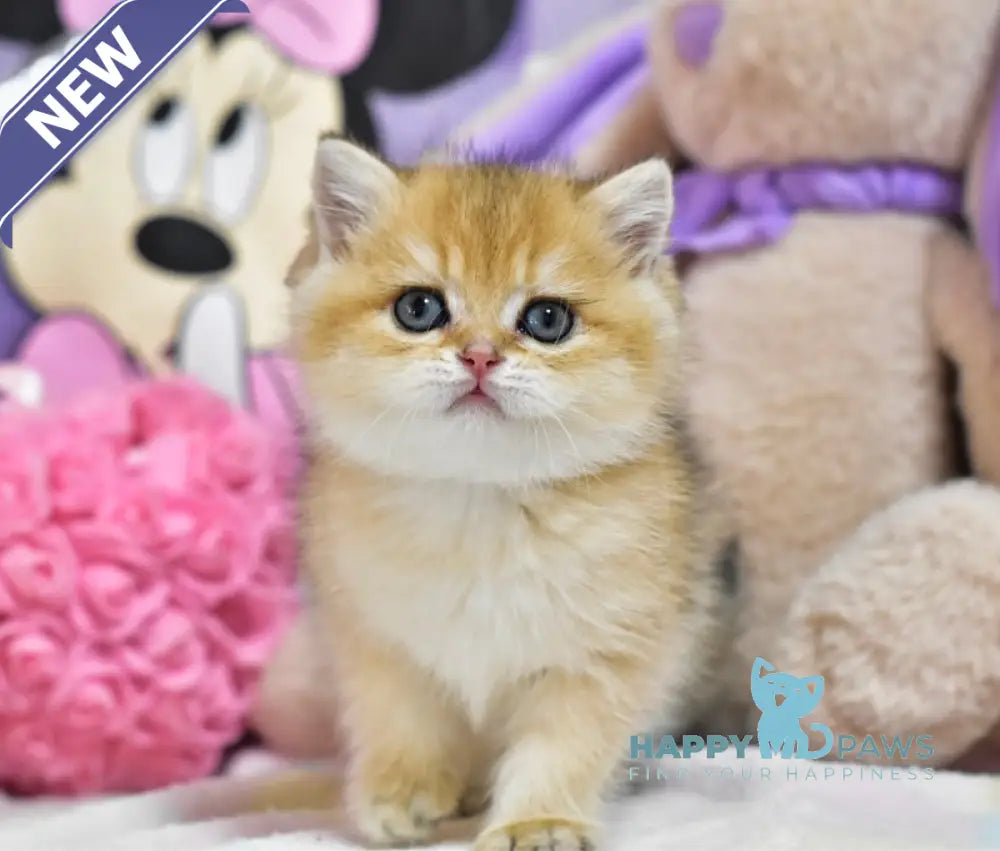 Bianka British Shorthair female black golden ticked tabby live animals