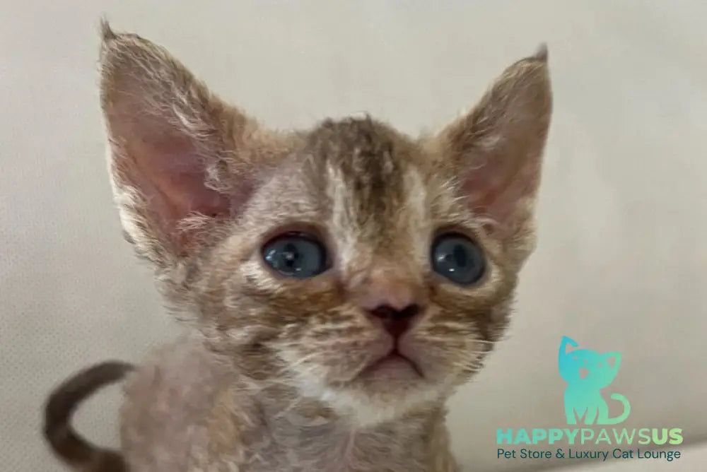 Bianka Devon Rex female chocolate tortie tabby - live animals