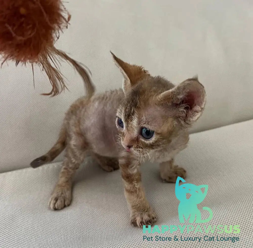Bianka Devon Rex female chocolate tortie tabby - live animals