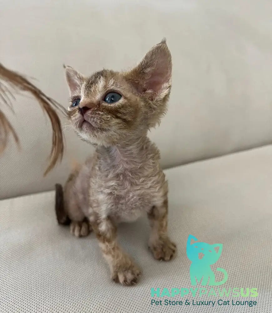 Bianka Devon Rex female chocolate tortie tabby - live animals