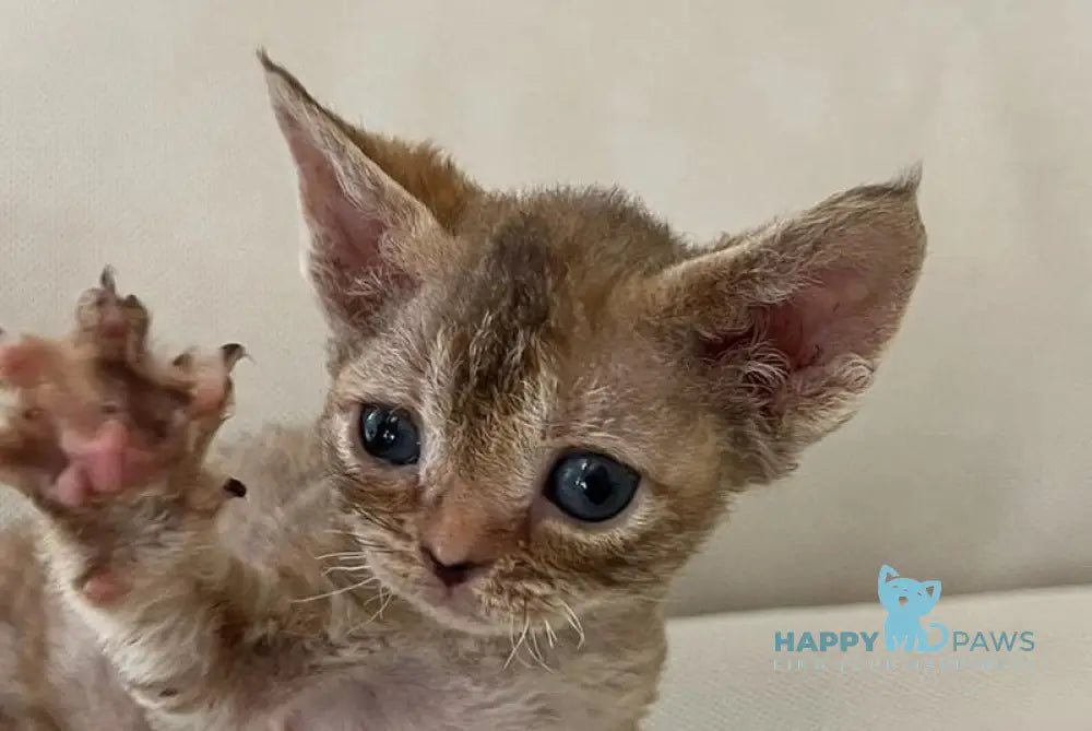 Bianka Devon Rex female chocolate tortie tabby - live animals