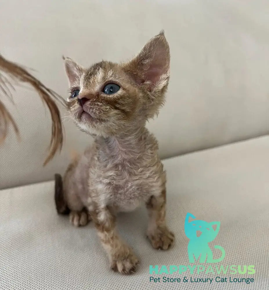Bianka Devon Rex female chocolate tortie tabby - live animals