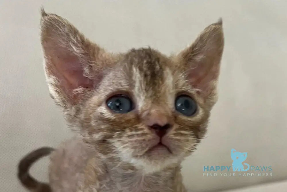 Bianka Devon Rex female chocolate tortie tabby - live animals