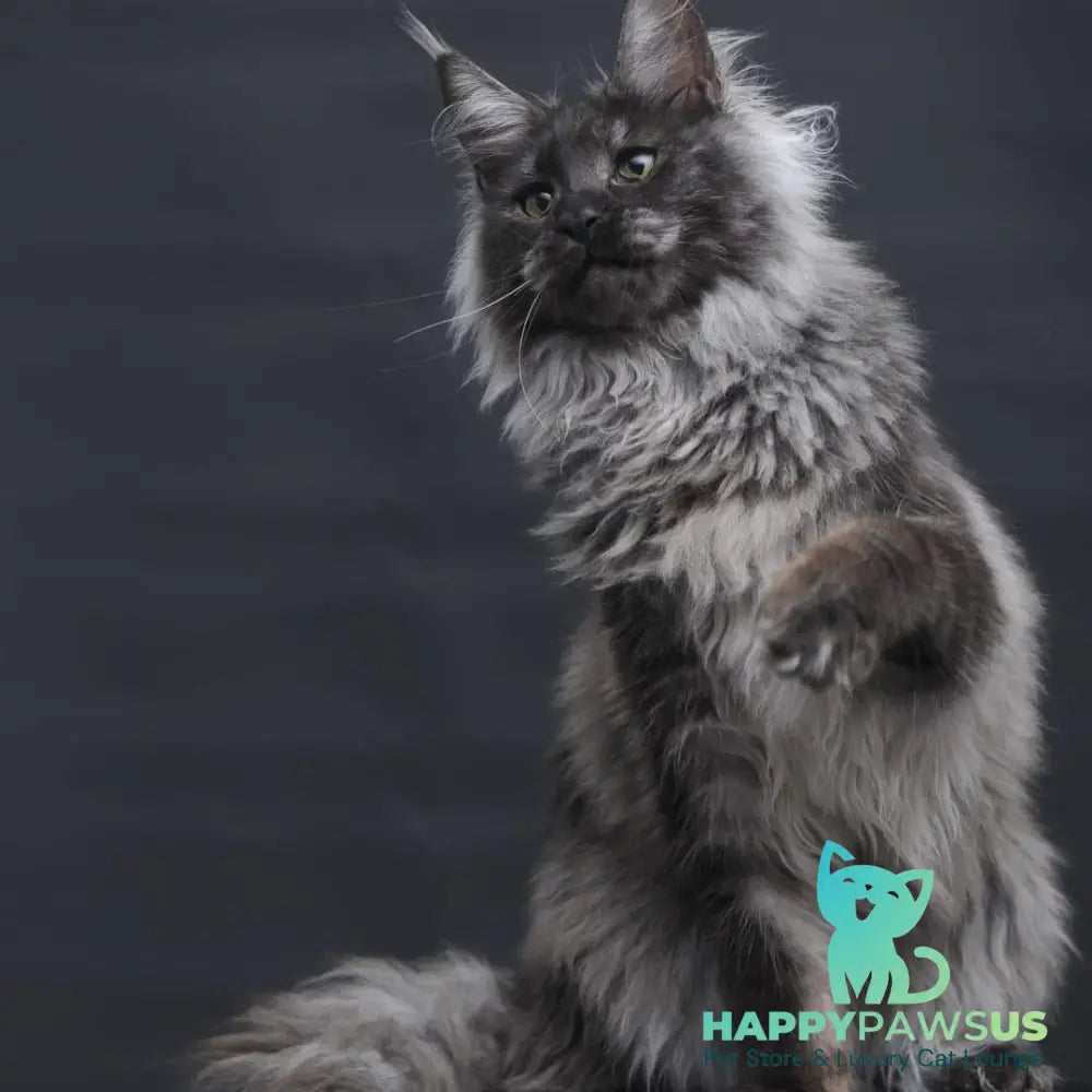 Bianka Maine Coon female black silver - live animals