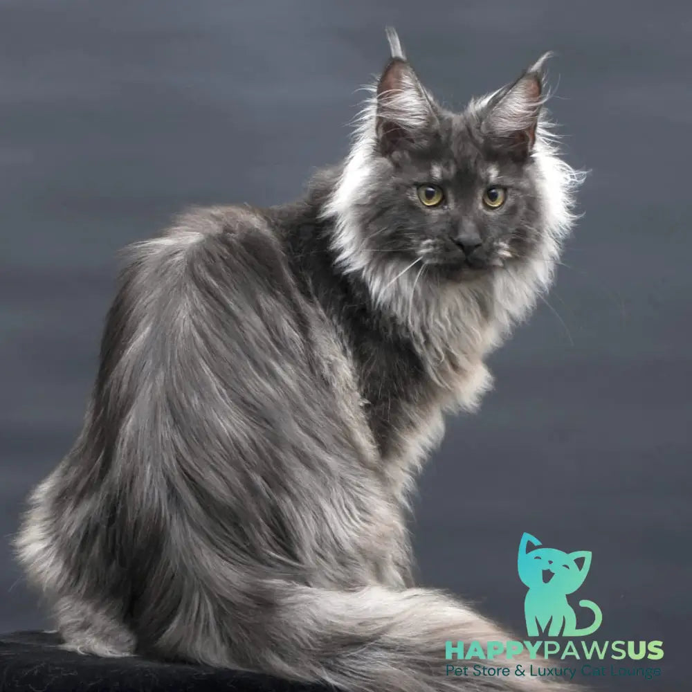 Bianka Maine Coon female black silver - live animals
