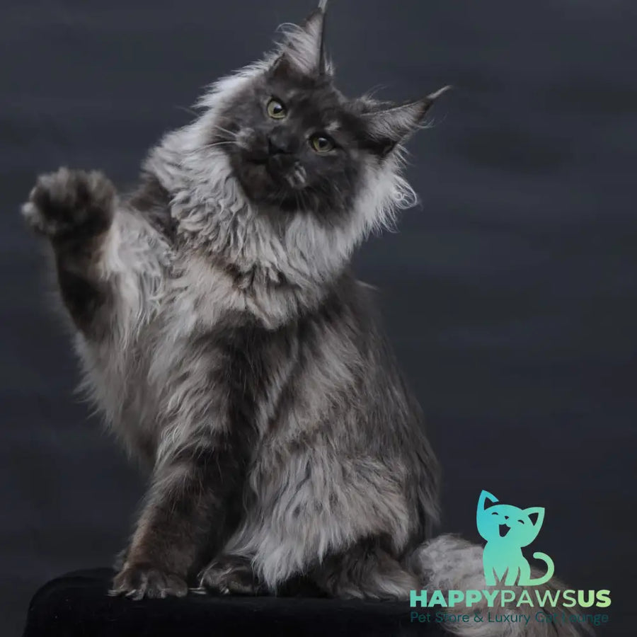 Bianka Maine Coon female black silver - live animals