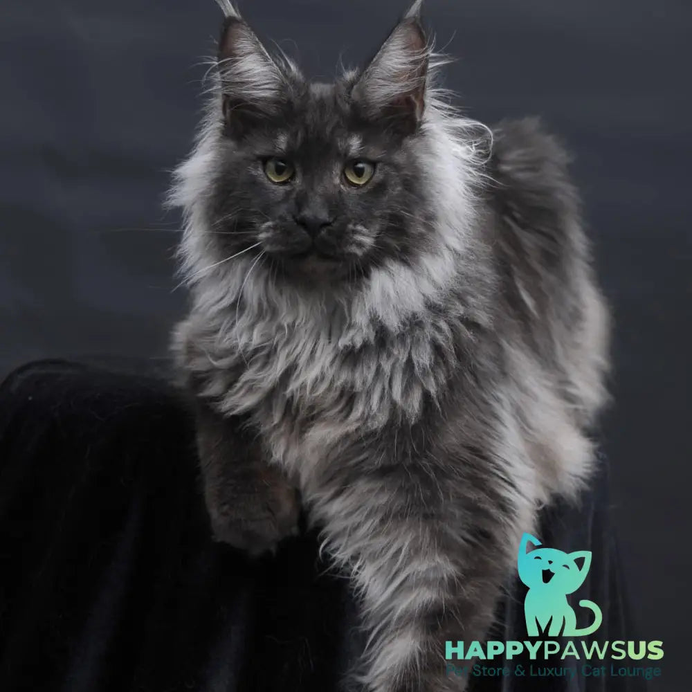Bianka Maine Coon female black silver - live animals