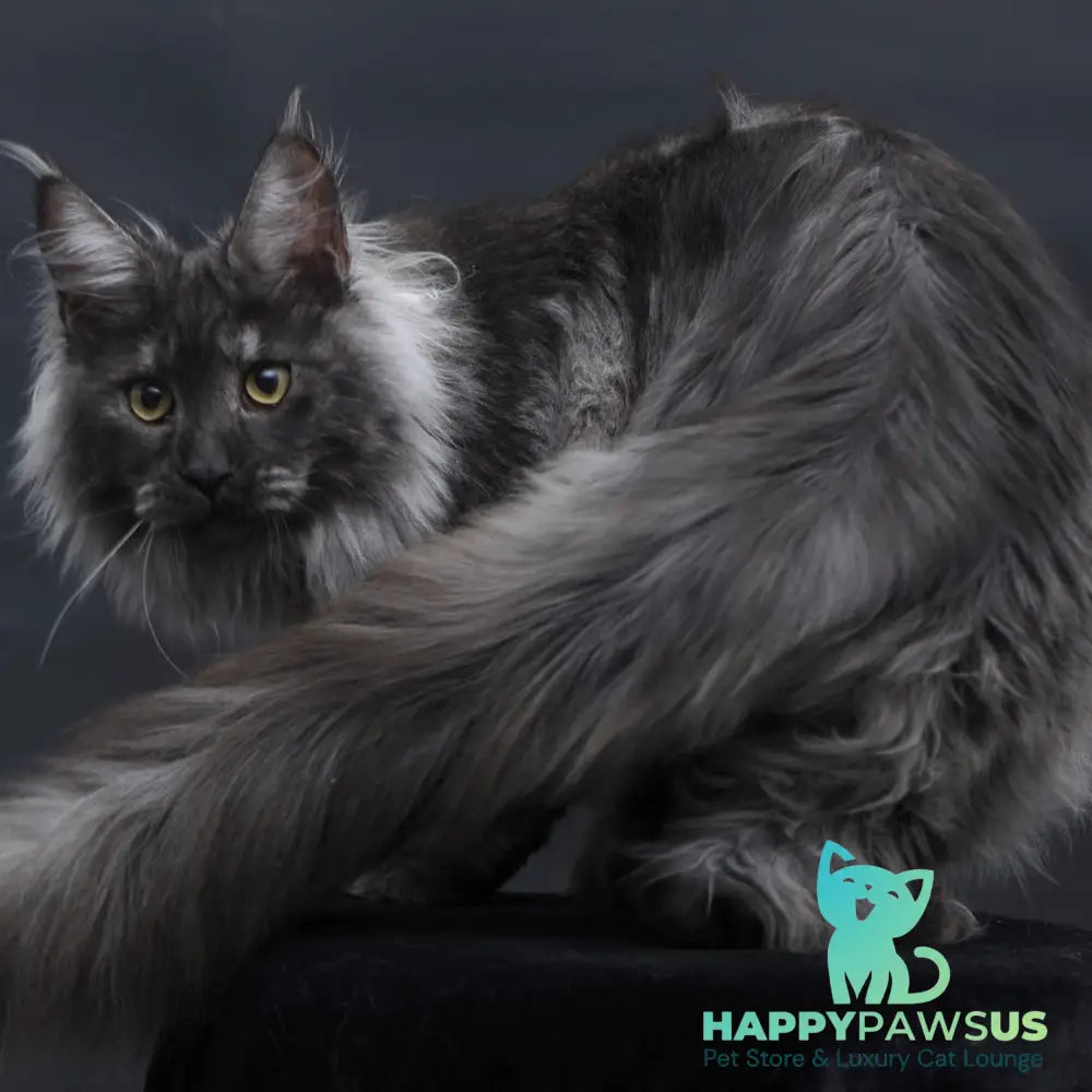 Bianka Maine Coon female black silver - live animals