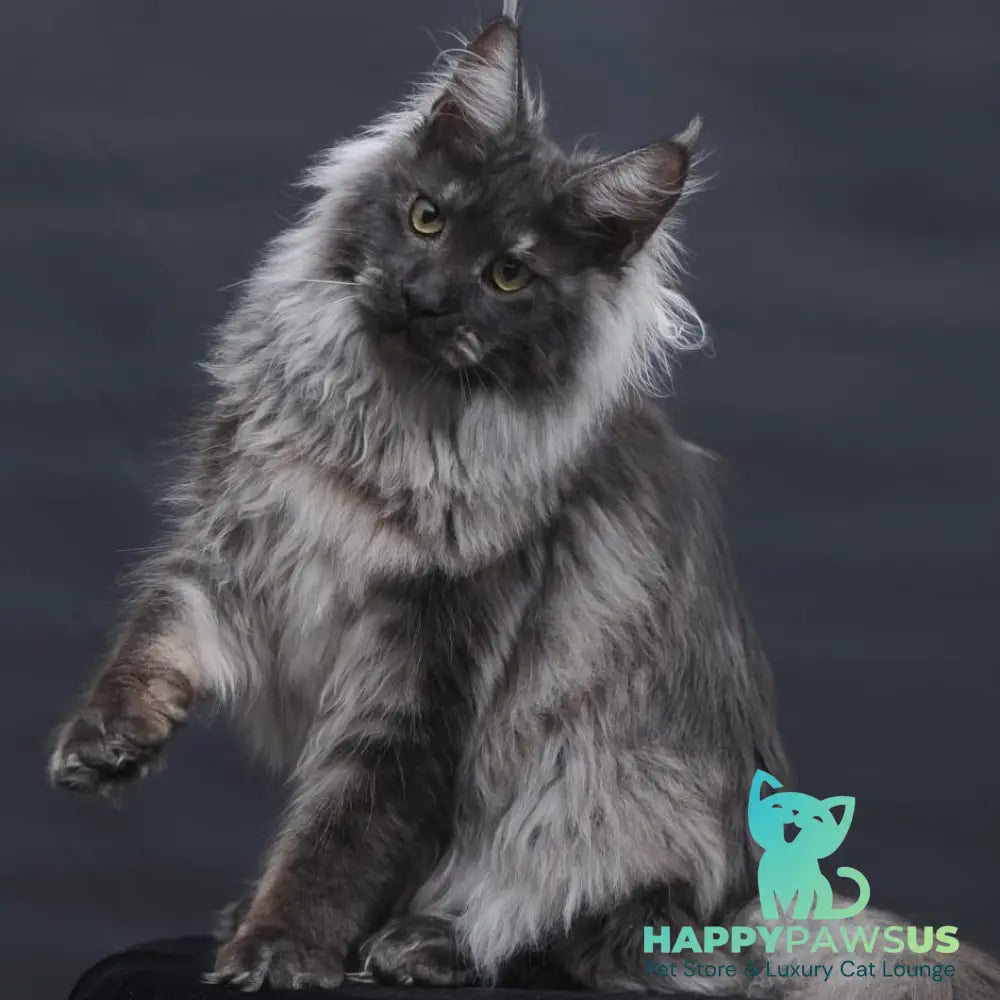 Bianka Maine Coon female black silver - live animals