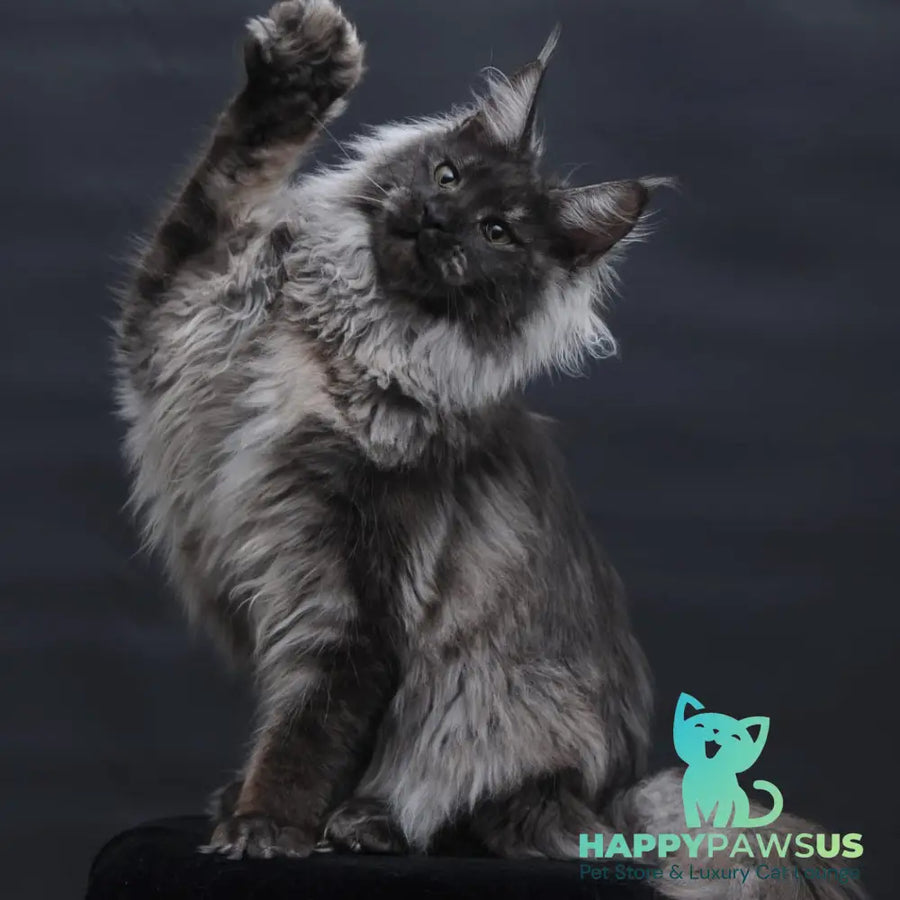Bianka Maine Coon female black silver - live animals