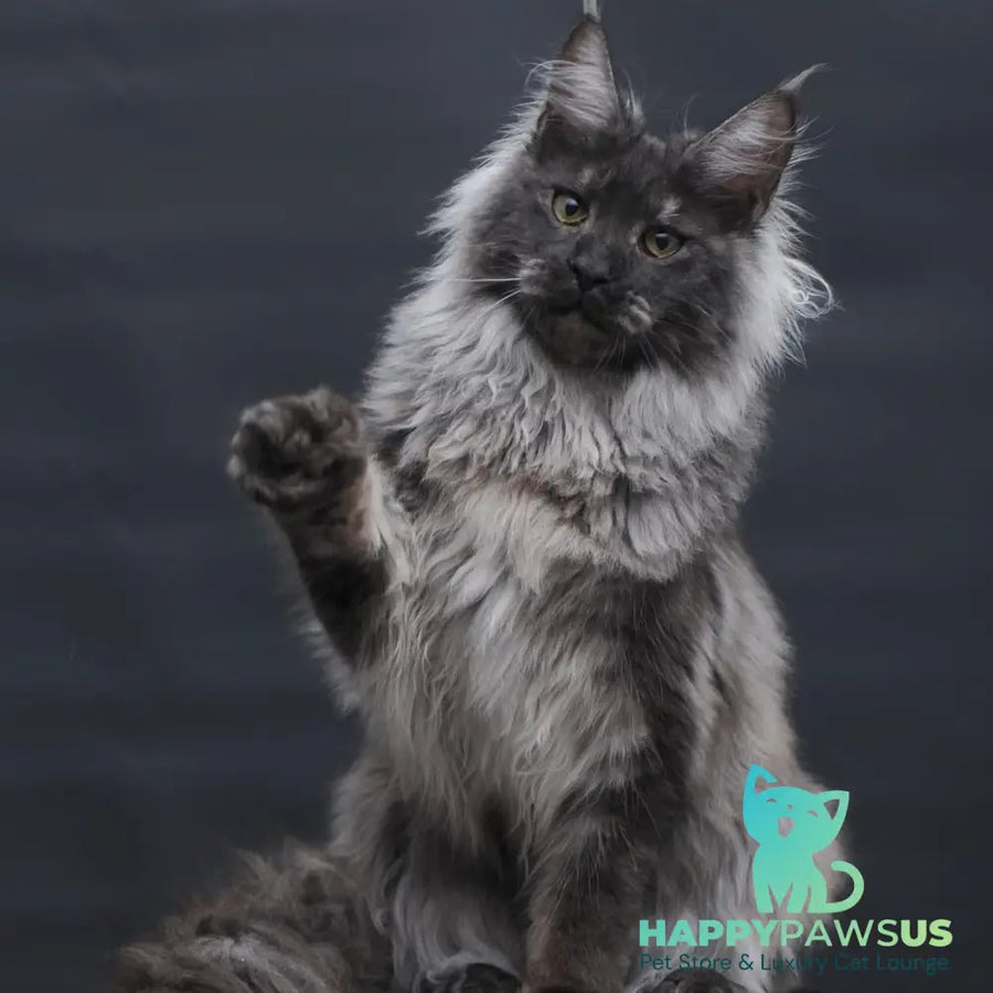 Bianka Maine Coon female black silver - live animals