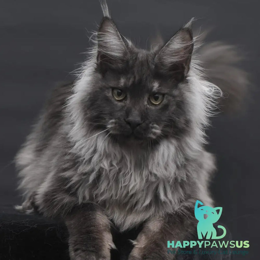 Bianka Maine Coon female black silver - live animals