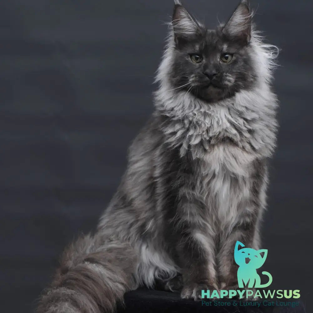 Bianka Maine Coon female black silver - live animals