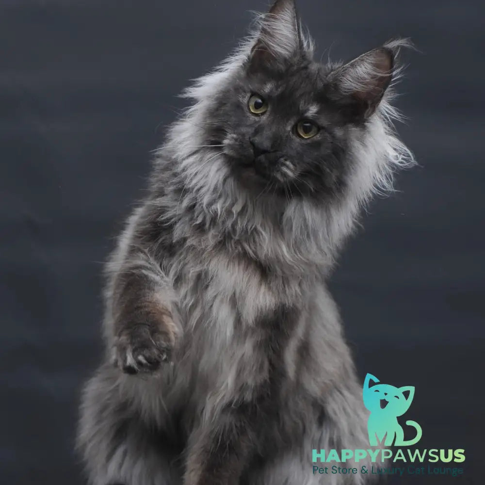 Bianka Maine Coon female black silver - live animals