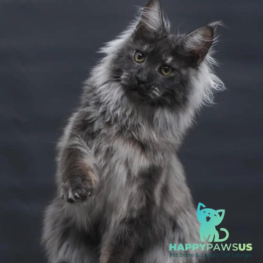 Bianka Maine Coon female black silver - live animals